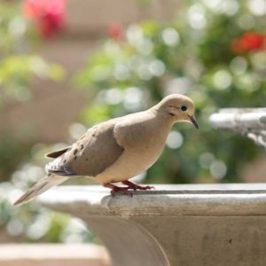 Mourning dove - Jennifer J. Meyer and birds